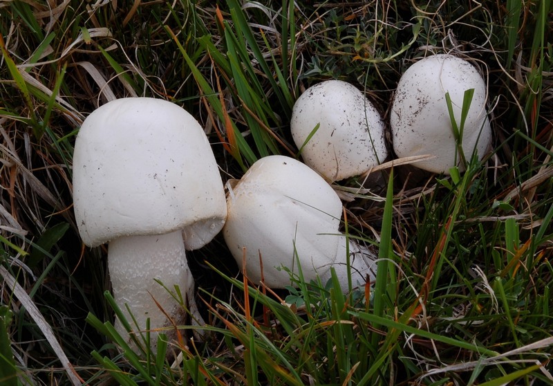 Sopra i 2000 m s.l.m. con l''amico Ennio